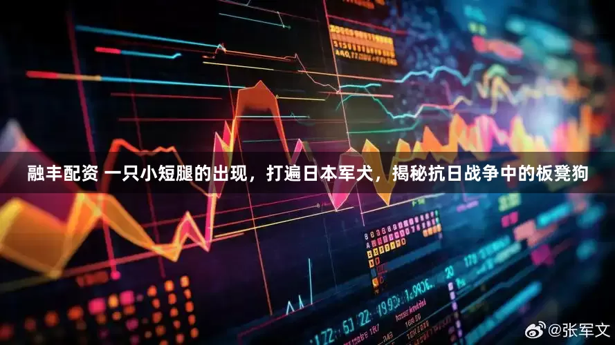 融丰配资 一只小短腿的出现，打遍日本军犬，揭秘抗日战争中的板凳狗